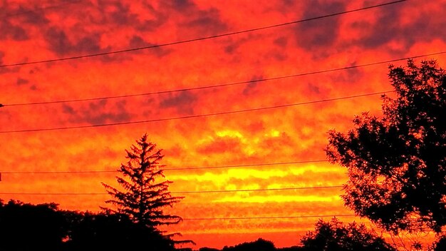 Silhouette of trees at sunset