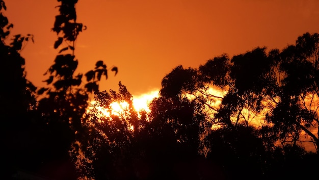 Foto silhouette di alberi al tramonto