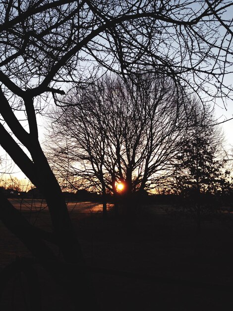 Foto silhouette di alberi al tramonto