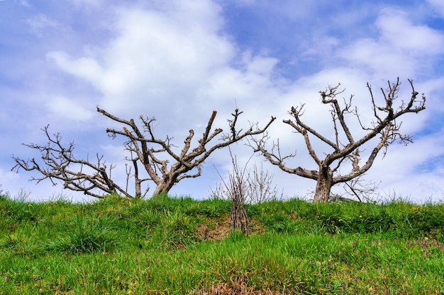 Silhouette of trees with bare branches over blue sky with clouds and green grass ground