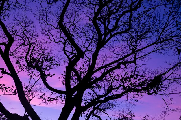 Silhouette trees with beautiful sky background, forest