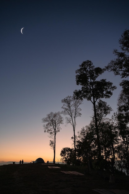 Silhouette trees with crescent moon on hill in tropical rainforest at evening