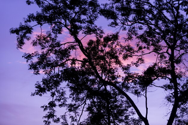 Silhouette trees with nice sky background, forest