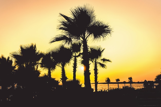 Silhouette of tropical palm trees and seaside with sun light at sunset time.