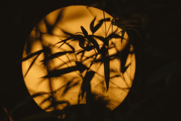 Photo silhouette of twig