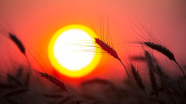 Silhouette of wheat ears after sunset closeup