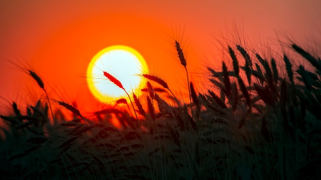 Silhouette of wheat ears after sunset closeup