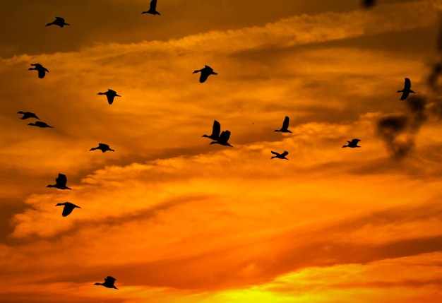 Silhouette of whistling ducks during sunset in bharatpur rajasthan india