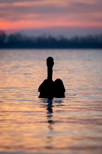 Foto silhouette di una donna che nuota nel lago durante il tramonto