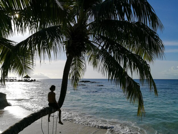 Foto silhouette giovane uomo seduto sul tronco di palma sulla spiaggia