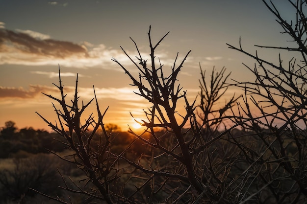 Photo silhouetted branches against a sunset sky