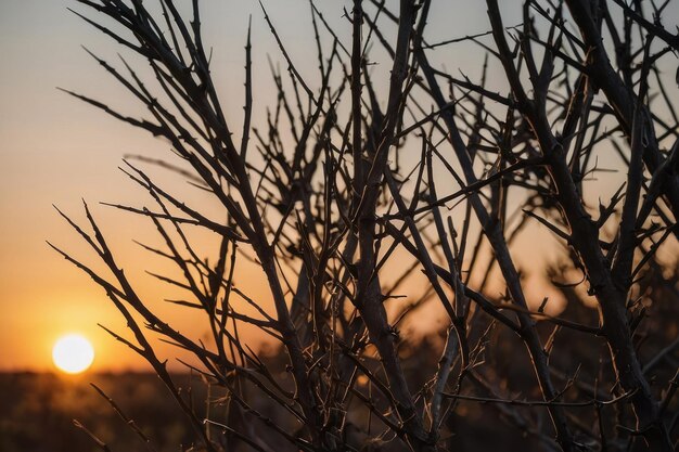 Photo silhouetted branches against a sunset sky