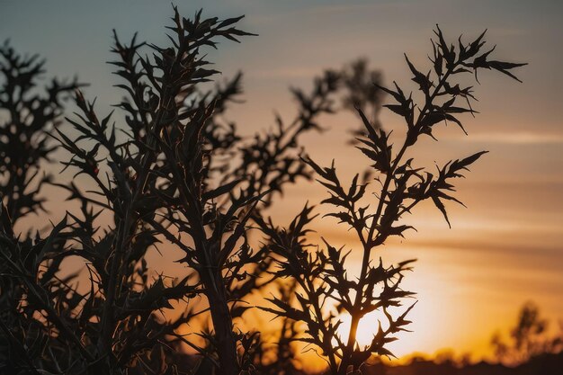 Photo silhouetted branches against a sunset sky