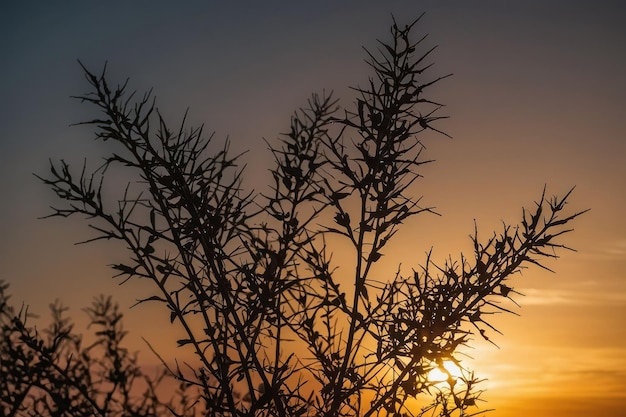 Photo silhouetted branches against a sunset sky