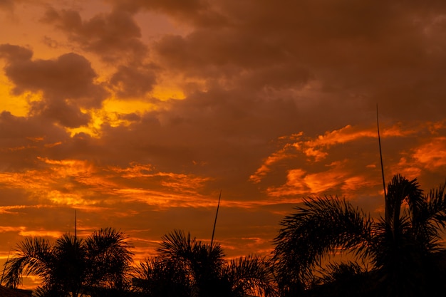 異常な燃えるような赤い熱帯の夕日の背景にヤシの木のシルエット。