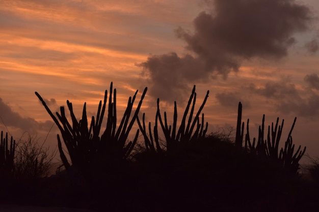 Silhouetted cactus on the island of Aruba at sunrise.