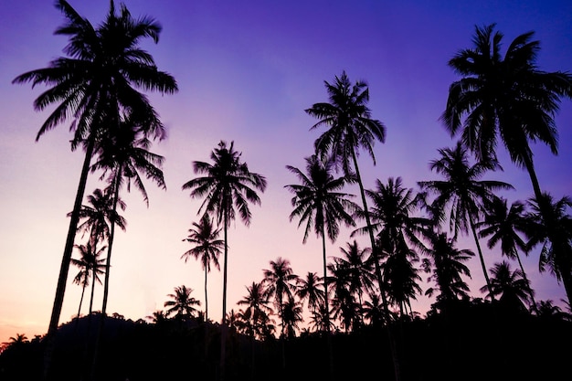 Silhouetted of coconut tree during sunset isolated tall coconut tree against sunset sky