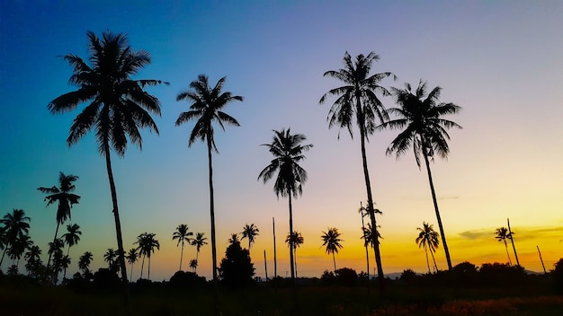 Silhouetted of coconut tree during sunset