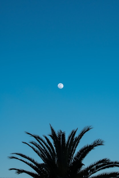 Silhouetted palm tree and full moon on blue sky