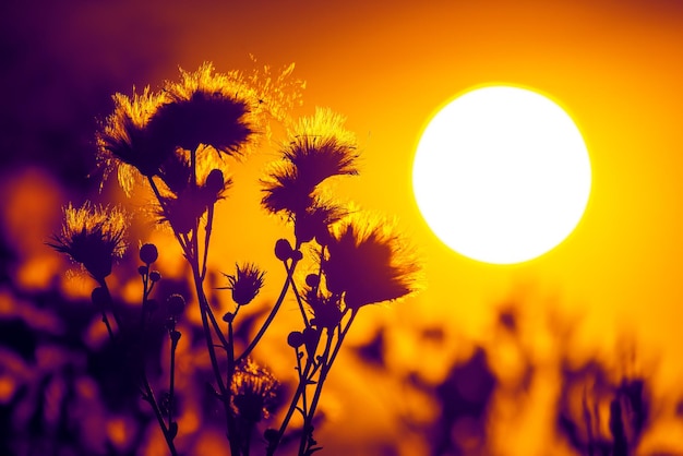 Foto silhouetten van bloemen en planten tegen de achtergrond van de ondergaande zon