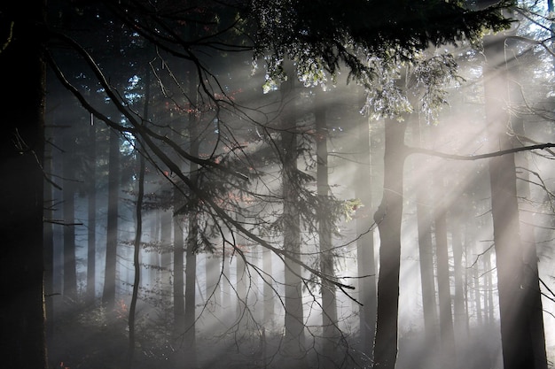 Silhouetten van bomen in het bos