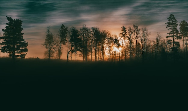 Silhouetten van bomen op een mistige zonsopgang natuurlijke achtergrond