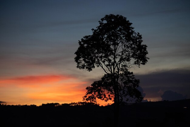 Silhouetten van bomen op weilanden met zonsondergang en wolken achtergrond