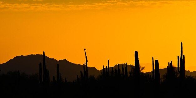 Foto silhouetten van bomen tegen de hemel bij zonsondergang