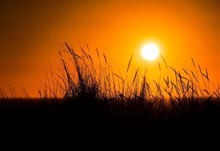Foto silhouetten van bomen tegen de oranje hemel bij zonsondergang