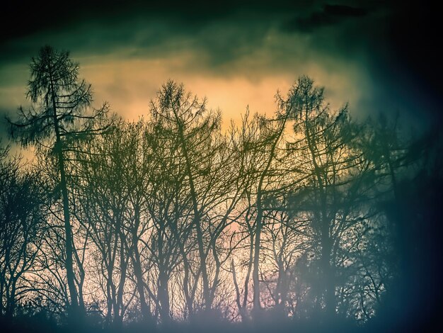 Foto silhouetten van bosbomen tegen de zonsondergang