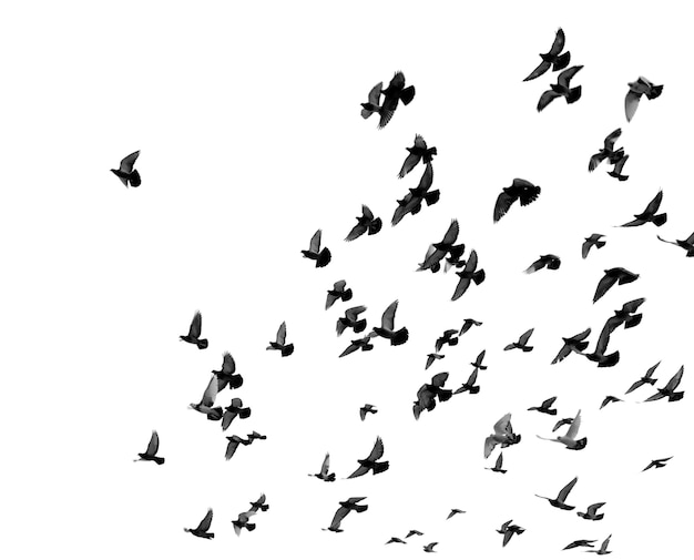 Silhouetten van duiven op wit wordt geïsoleerd