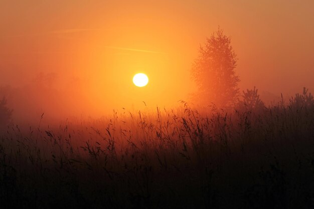 Silhouetten van een gras en een boom tegen een opkomende zon in de mist