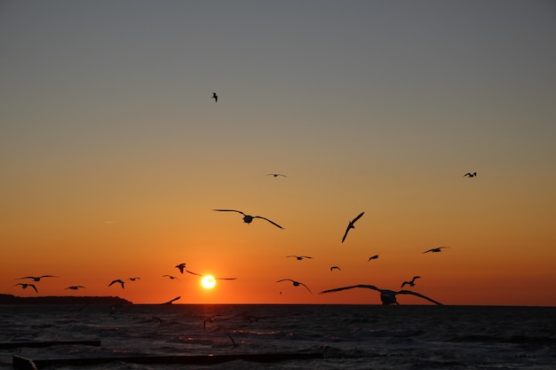 Silhouetten van meeuwen tegen de achtergrond van zonsondergang en de zonneschijf aan de horizon
