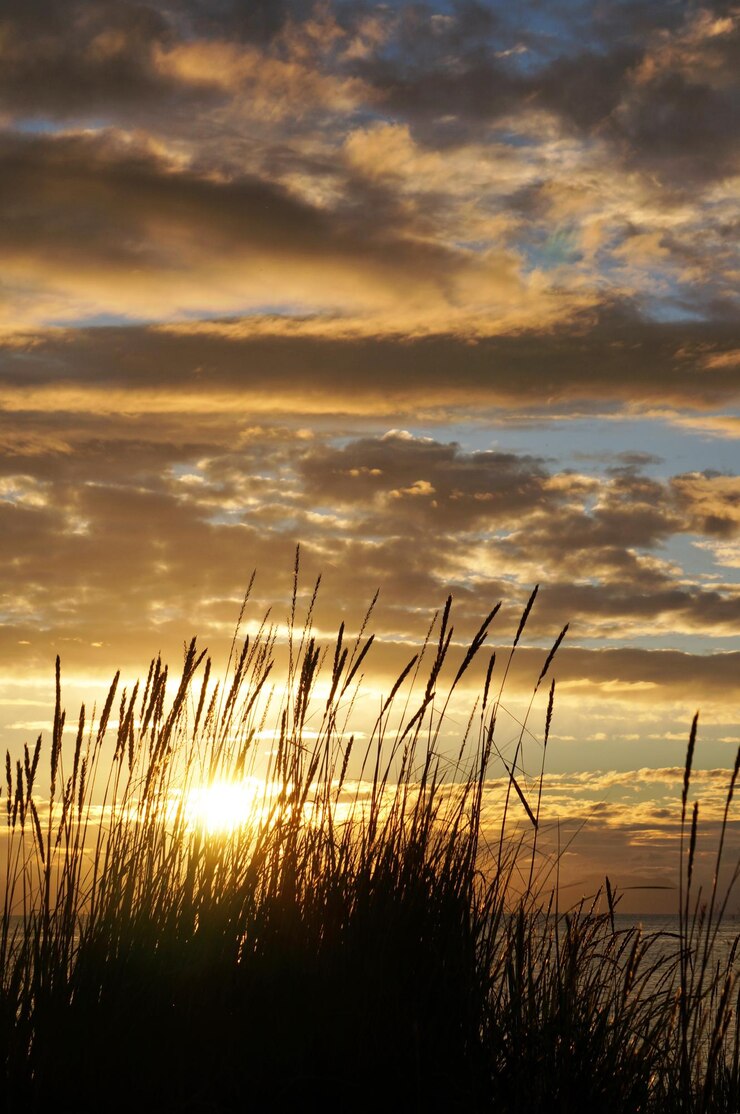 Foto silhouetten van planten bij de zee tegen de hemel bij zonsondergang