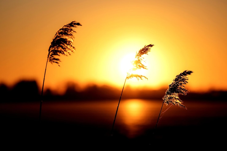 Foto silhouetten van planten bij zonsondergang