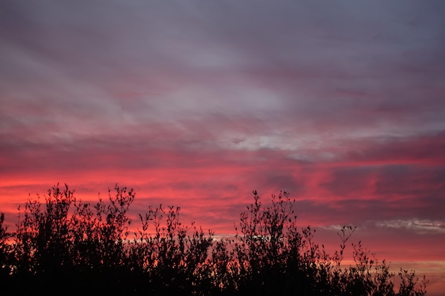 Foto silhouetten van planten tegen de dramatische hemel bij zonsondergang