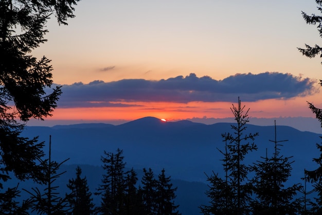 Silhouetten van sparren in de bergachtige vallei van het rodopegebergte tegen de achtergrond van een avondrood