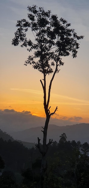 Silhouetten van zonsondergang Natuur omhelst onder de boom