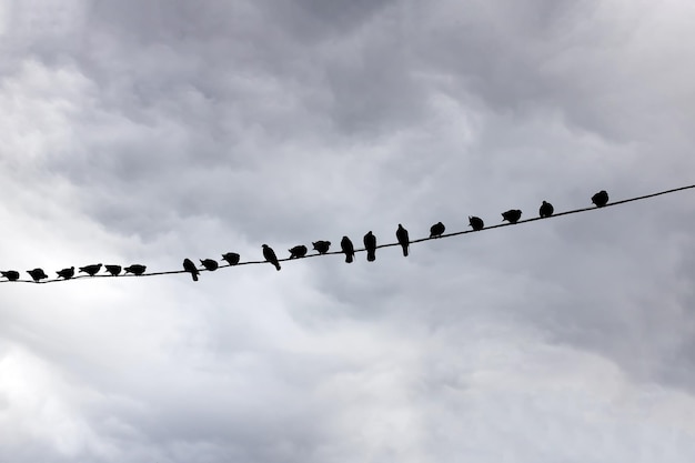 Silhouetten van zwerm vogels op draad tegen grijze lucht