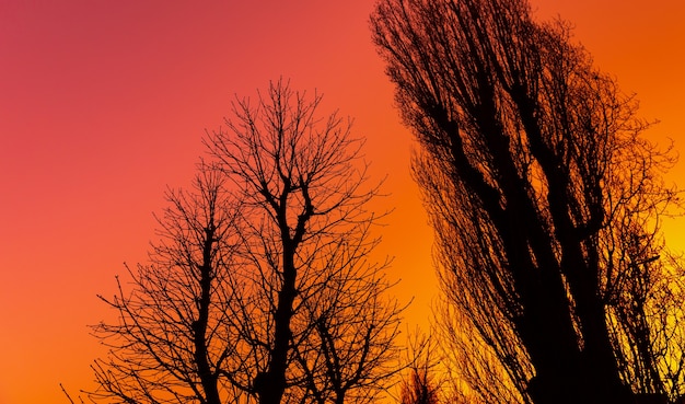 Silhouettes of bare branches of large trees against early morning blue pink orange and yellow colored sky