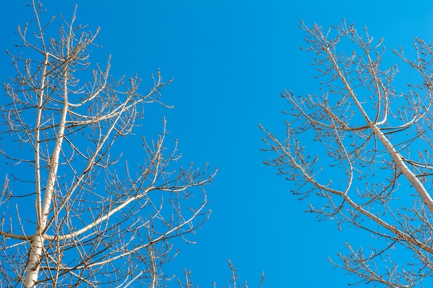 Silhouettes of bare trees against blue sky