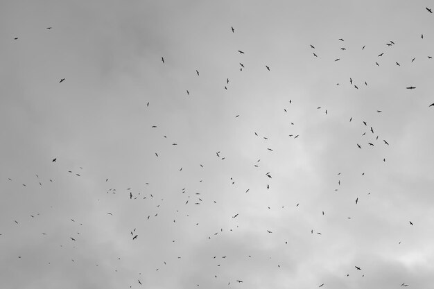 雲と空を背景に鳥のシルエット。黒と白の写真。高品質の写真