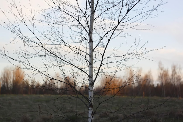 春の日没の背景に白樺の木の枝のシルエット。