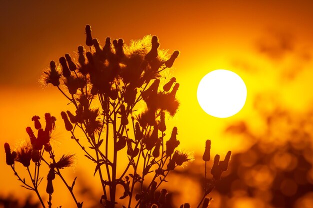 silhouettes of flowers and plants against the background of the setting sun