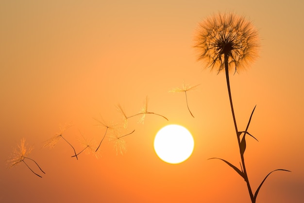 夕焼けの空を背景に飛んでいるタンポポの種のシルエット花の自然と植物学