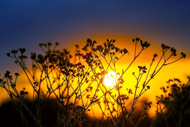 写真 夕日を背景に花や植物のシルエット