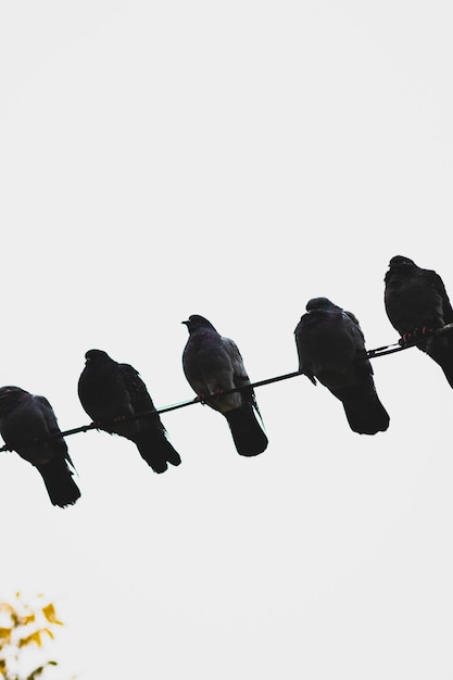 写真 軽い空の背景にワイヤーの上ののシルエット