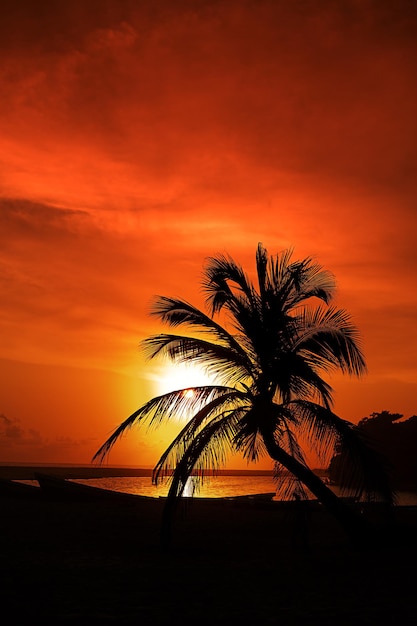 Silhouettes of palm tree and amazing cloudy sky on sunset at tropical sea with boats