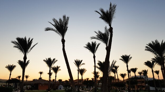 Photo silhouettes of palm trees against the sky during sunset. coconut trees, tropical tree of egypt, summer tree. a family of monocotyledonous, woody plants with unbranched trunks.