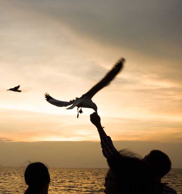 Silhouettes People feed the bird.